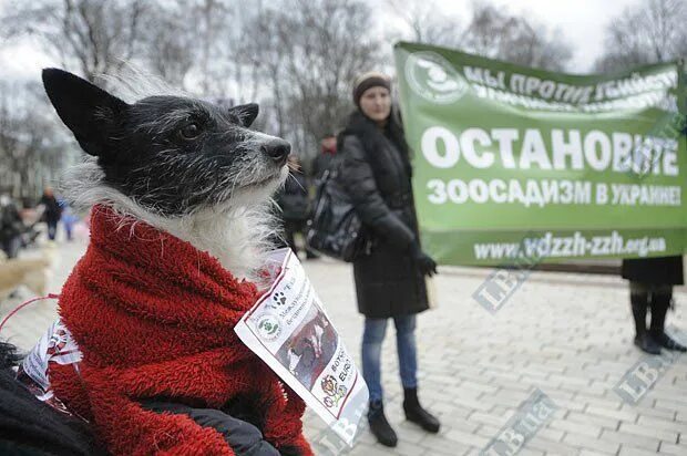 Собаки протестуют. Против убийств животных