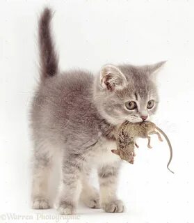 Включи кота кошечка