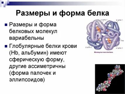 Форма белковой молекулы в виде