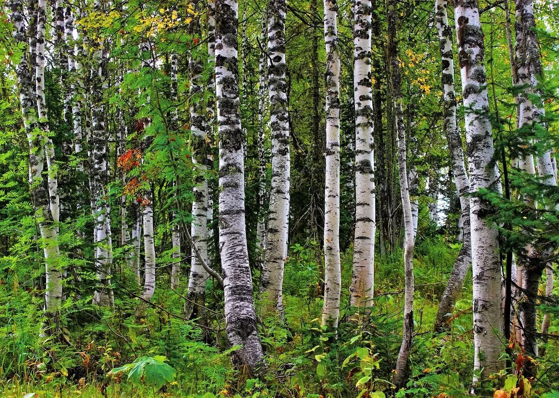 Березовый лесок автор. Березовая роща кострома. Березовый лесок закончился. Березовый лесок закончился. Березовый лесок закончился.