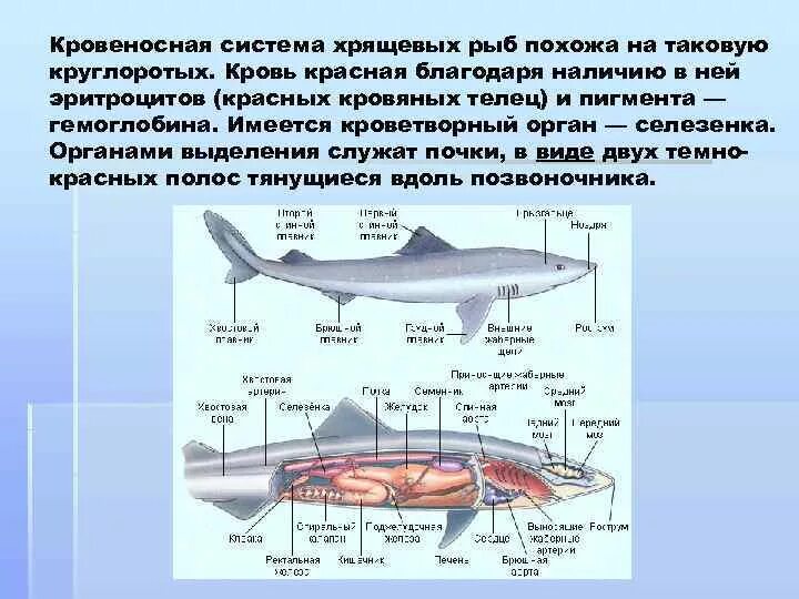 Хрящевые рыбы кровеносная выделительная система. Кровеносная система хрящевых рыб схема. Пищеварительная система хрящевых рыб. Строение кровеносной системы хрящевых рыб.