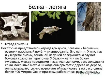 Летяга сообщение для 4 класса окружающий мир