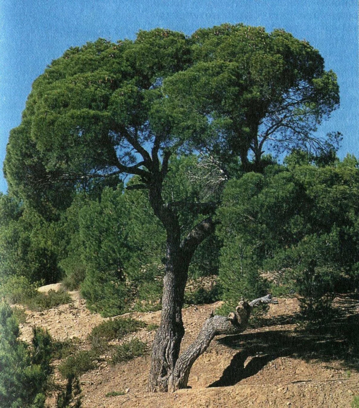 Алеппская Пиния. Сосна Алеппская Pinus halepensis. Сосна Алеппская, сосна Иерусалимская. Алжир Алеппская сосна.