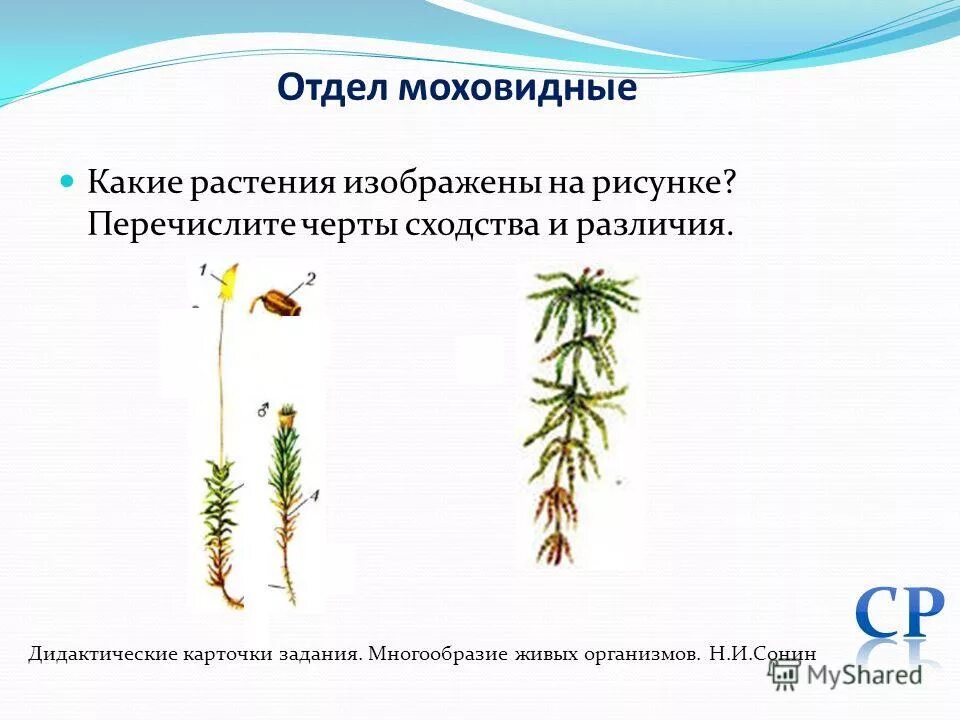 Признаки характерные только для растений. Выберите верные признаки изображенного растения преобладание. Как определить двудольные и однодольные растения. Признаки однодольных и двудольных растений. Выберите признаки, характерные для растений.