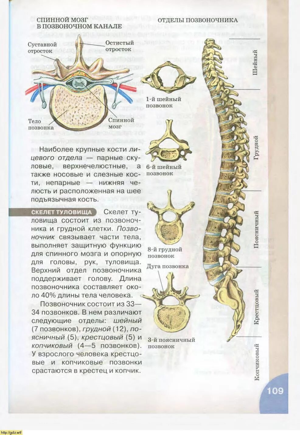 Строение позвоночника человека схема. Позвоночный столб строение. Строение позвонка человека отделы. Позвоночник строение анатомия поясничного отдела позвоночника. Сходство отделов позвоночника