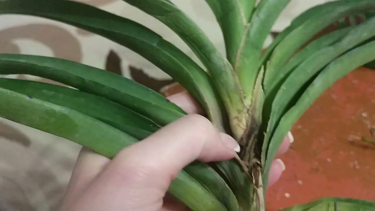 Как получить ванду