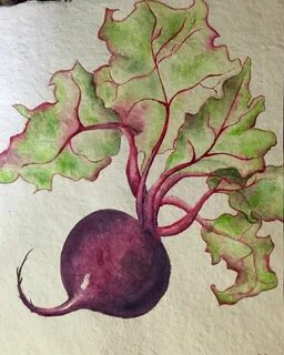 Рисунок свеклы