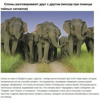 Некоторые животные могут влиять друг на друга