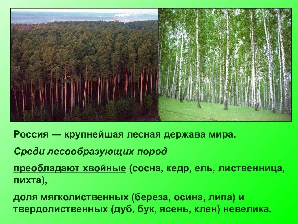 Лесное хозяйство презентация. Лесоводство презентация. Презентация на тему Лесное хозяйство. Промышленность Лесной зоны. Основные лесообразующие породы