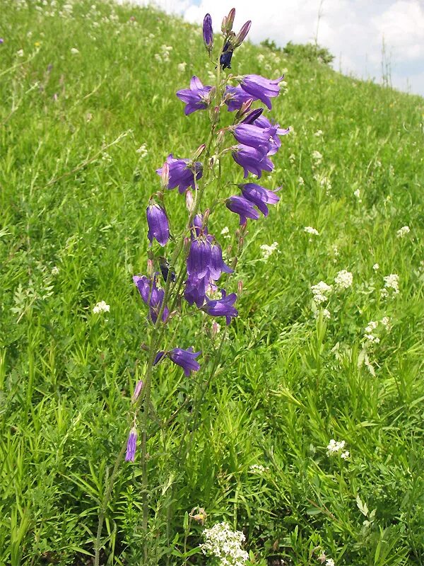Campanula sibirica - Image of an specimen - Plantarium