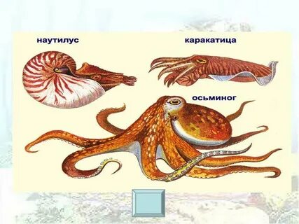 Класс головоногие представители