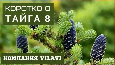Хвоя 8