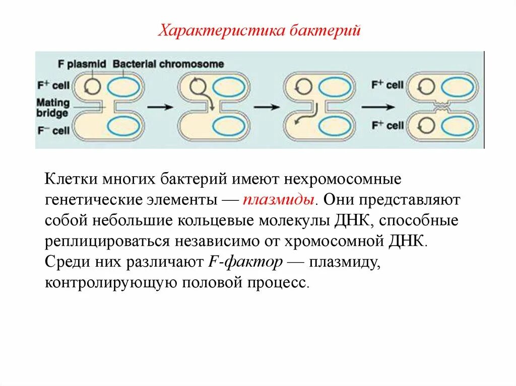 Кольцевая днк плазмиды. Кольцевая молекула ДНК бактерий. Кольцевые молекулы ДНК прокариот представляют собой один. Кольцевые плазмиды.