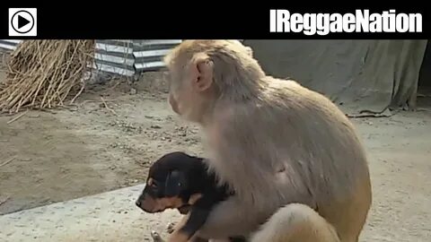 Обезьяны макаки видео