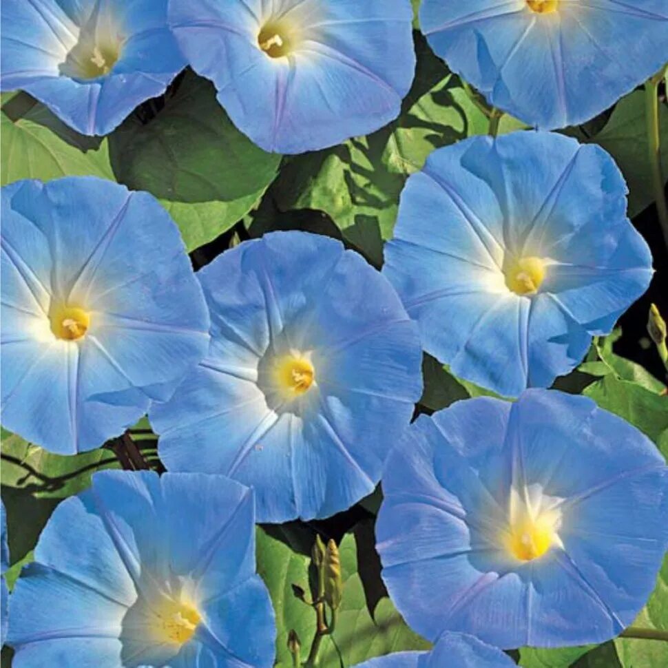 Ипомея плющевидная. Ипомея трехцветная. Ипомея трехцветная семена. Ипомея пикоти синяя. Ипомея мунлайт.