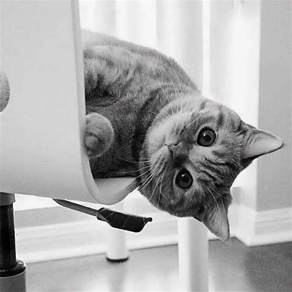 Доброе утро картинки прикольные смешные кошки Планета животных. Темы  Cats, Crazy cats, Cats and kittens