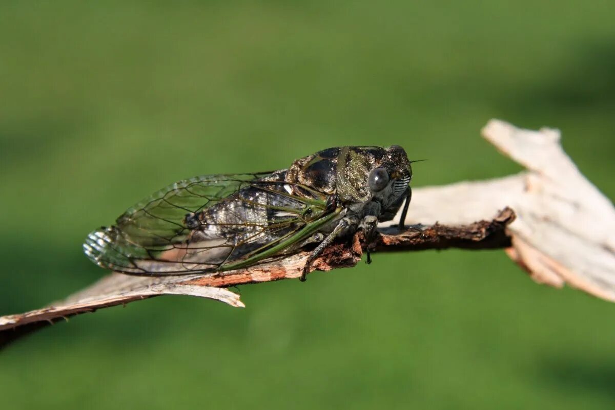 Цикада перерождение. Самая большая цикада. Куколка цикады. Как снимали цикады. Личинка цикады.