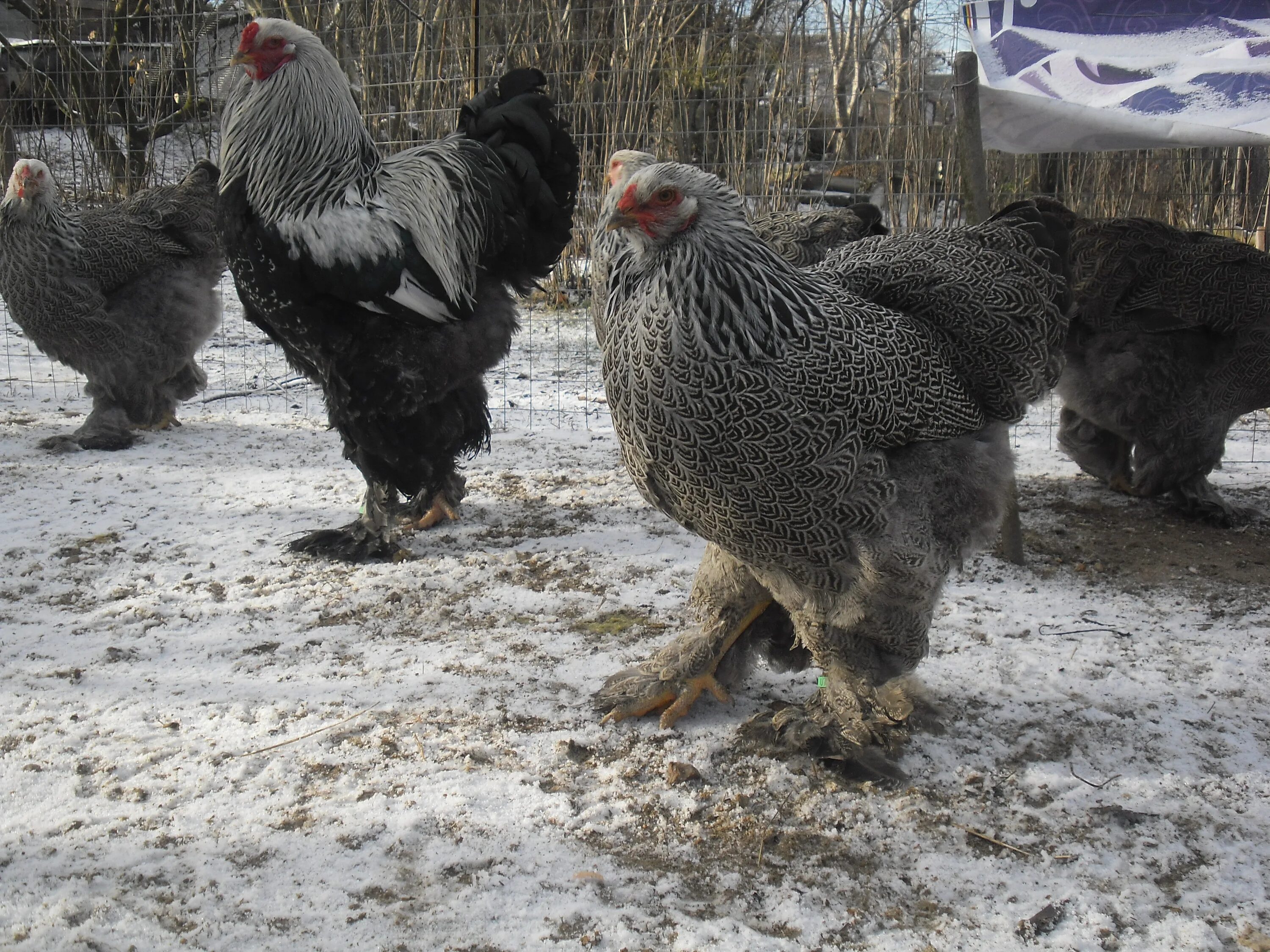 Породы кур брама отзывы. Цыплята Брама куропатчатая. Брама куропатчатая черная. Брама темная куропатчатая. Брама куропатчатая порода.