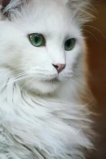 Красивая белая кошечка