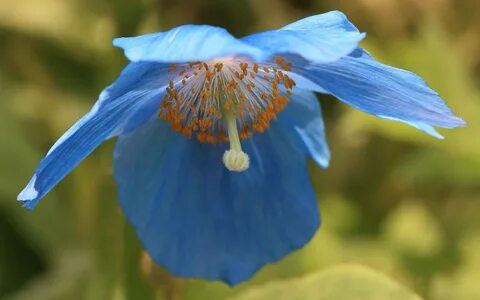Flower known