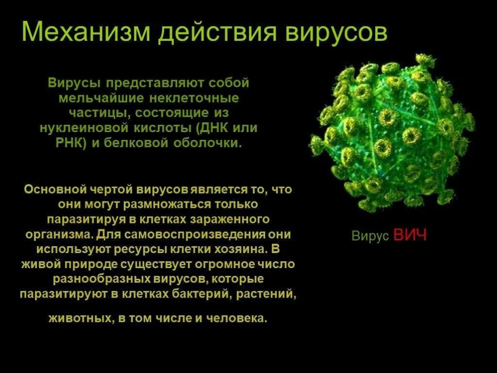 Механизм действия вируса. Механизм воздействия вируса. Влияние вирусов на человека. Воздействие вирусов на организм.