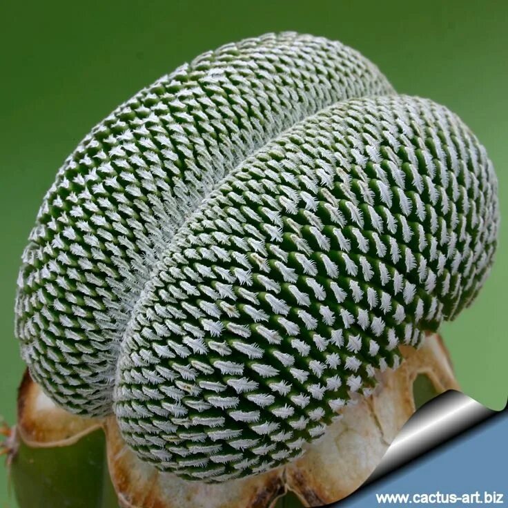 Какие отношения между змеей и кактусовым сычом. Turbinicarpus pseudopectinatus. Pelecyphora pseudopectinata. Кактус Хильдевинтера Кристата. Никтоцереус Кристата.