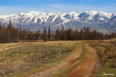 Курай фото