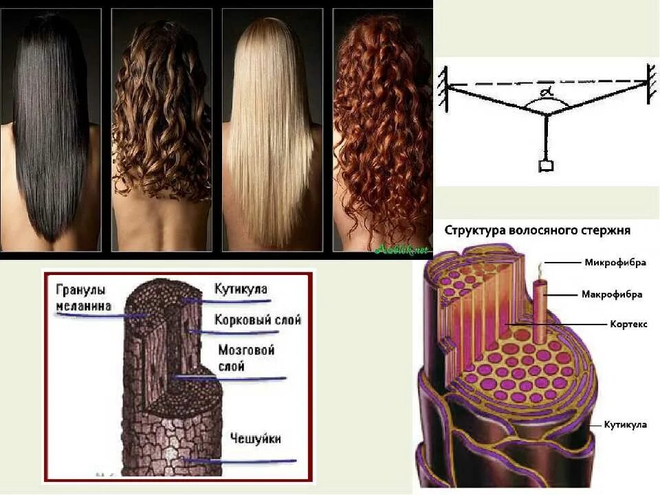 Строение волоса. Строение стержня волоса. Волос строение волоса. Волос структура и строение. Как меняется строение
