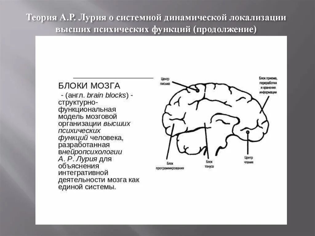 Теория системной динамической локализации ВПФ А.Р Лурия. Теория локализации высших психических функций а.р Лурии. Лурия теория системной динамической локализации. Схема блоки мозга Лурия.