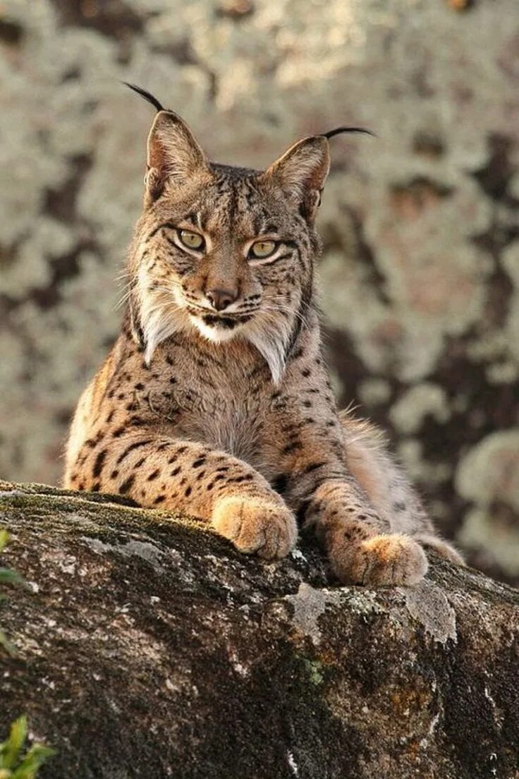 Рысь Линкс. Рысь - Lynx Lynx (Linnaeus, 1758). Пиренейская (испанская) Рысь. Рысь европейская обыкновенная. Тяжелая рысь