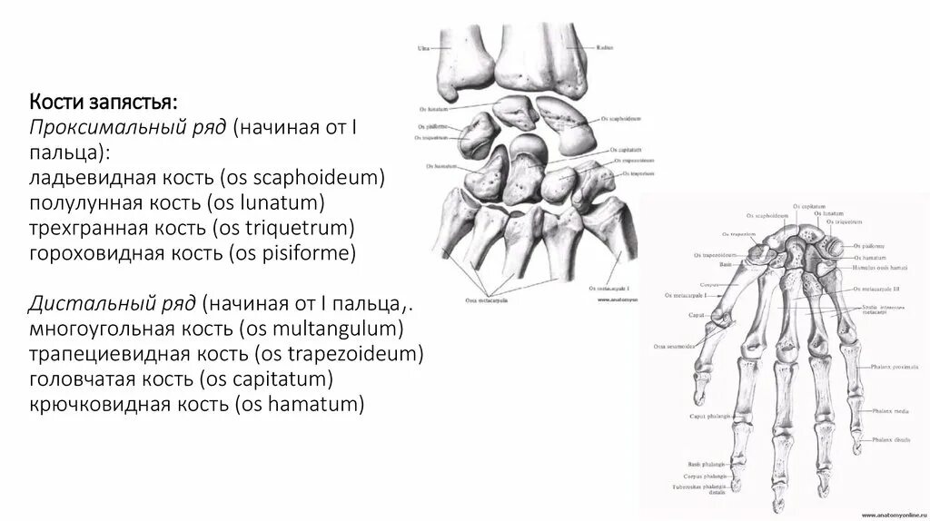 Ладьевидная кость - os scaphoideum. Лучезапястный сустав гороховидная кость. Проксимальный и дистальный ряд запястья. Кости дистального ряда запястья. Ряд костей запястья