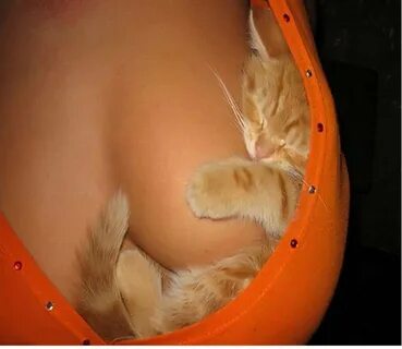 Sleeping Kittens boobs cats.