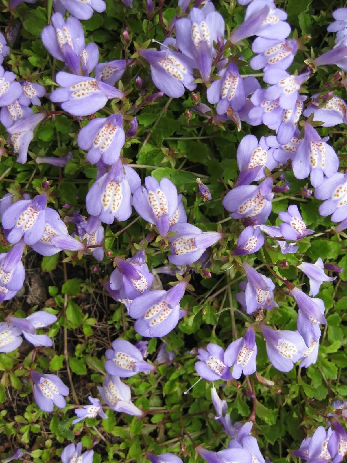 Мазус ползучий фото. Мазус ползучий. Мазус ползучий (mazus reptans). Мазус почвопокровный. Мазус укореняющийся.