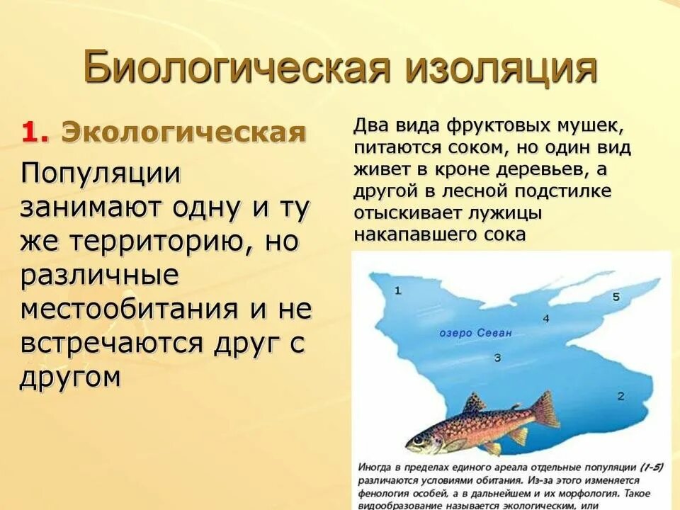 Что такое популяция почему биологические