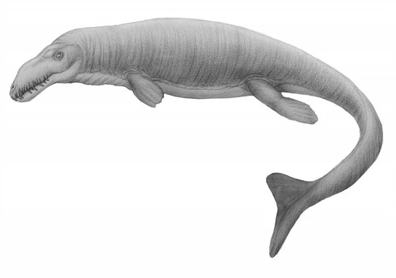 Дакозавр. Dakosaurus maximus. дакозавр (dakosaurus). дакозавр морской крокодил. нотозавр на белом фоне.