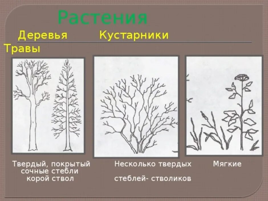 Тест кустики 4 класс с ответами. Дерево кустарник травянистое растение. Деревья кустарники травы. Рисование деревья и кустарники. Деревья кустарники травы окружающий мир.