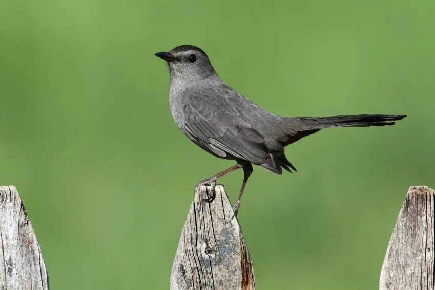 Серый Дрозд (Grey Catbird). Black Catbird. Catbird перевод.