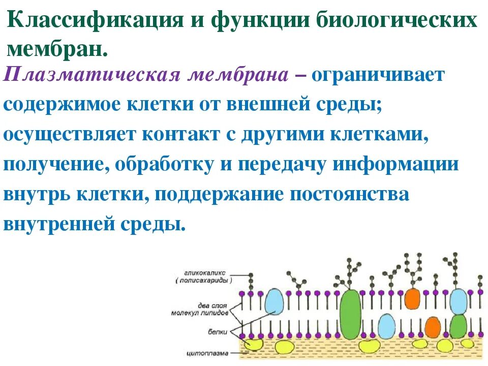 Органелла функция плазматической мембраны. Строение плазматической мембраны таблица. Функции плазматической мембраны. Плазматическая мембрана строение и функции кратко. Функция мембраны клетки является