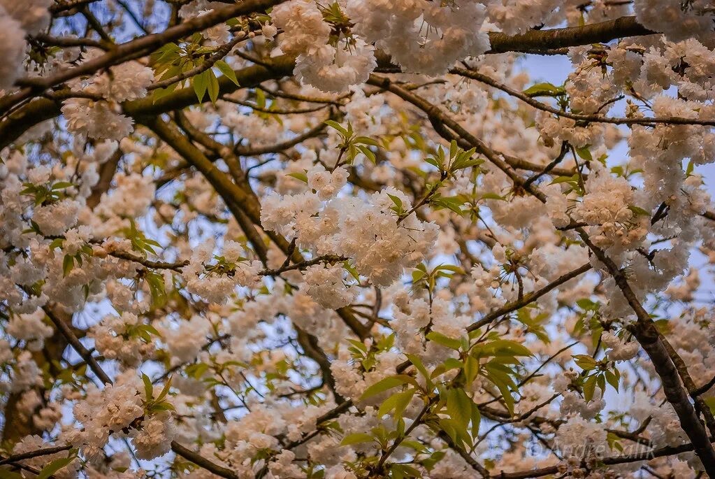 Какие деревья цветут в апреле. Цветущий апрель. Цветение в Москве в апреле. Цвет апреля. Апрель цветы.