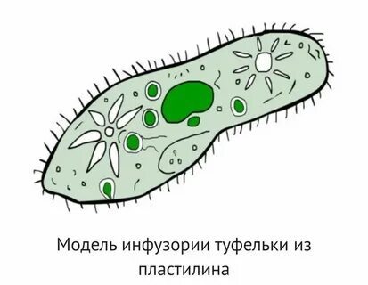 Инфузория туфелька имеет жгутик для передвижения