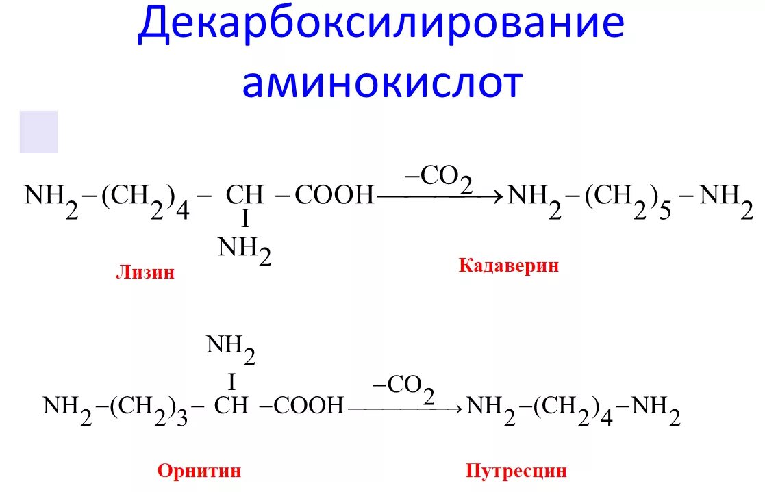 Декарбоксилирование аминокислот реакция. Декарбоксилирование аминокислот кадаверин. Уравнение реакции декарбоксилирования лизина. Декарбоксилирование лизина реакция. Декарбоксилирование аминокислот лизина.