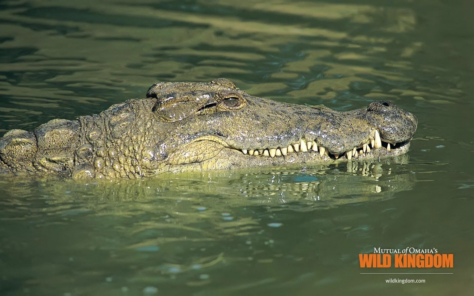 Крокодилы в ниле. Нильский крокодил. Нильский крокодил и Аллигатор.