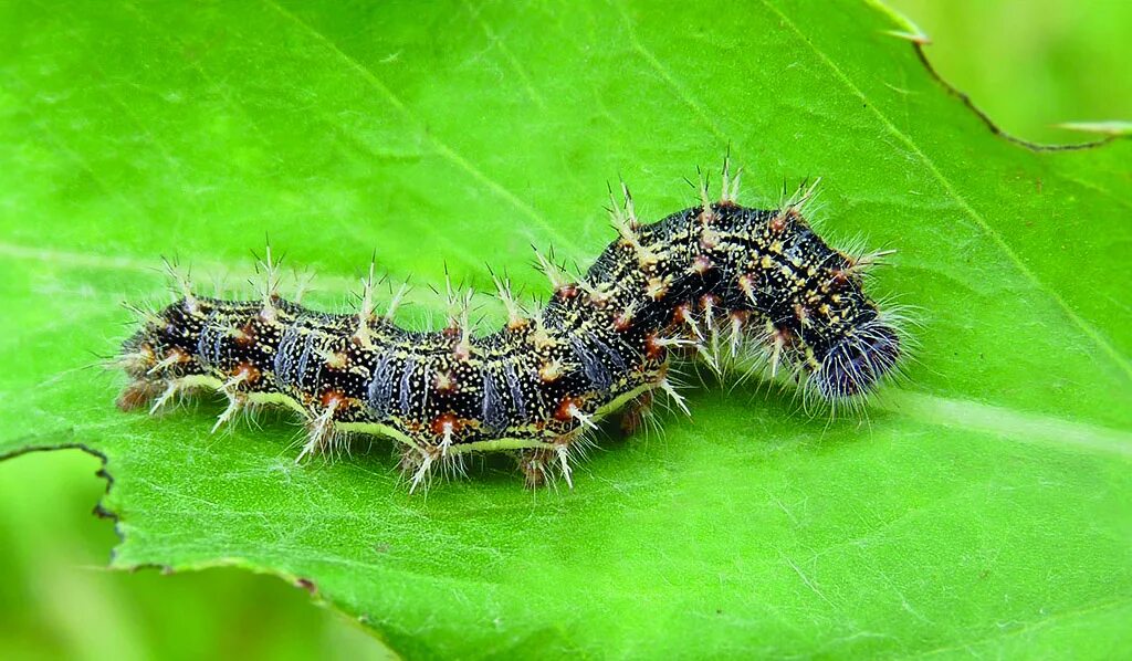 Papilio machaon гусеница. Гусеница махаона описание. Гусеница махаона интересные факты. Куколка бабочки аполлон. Мохнатая гусеница медведица кайя.