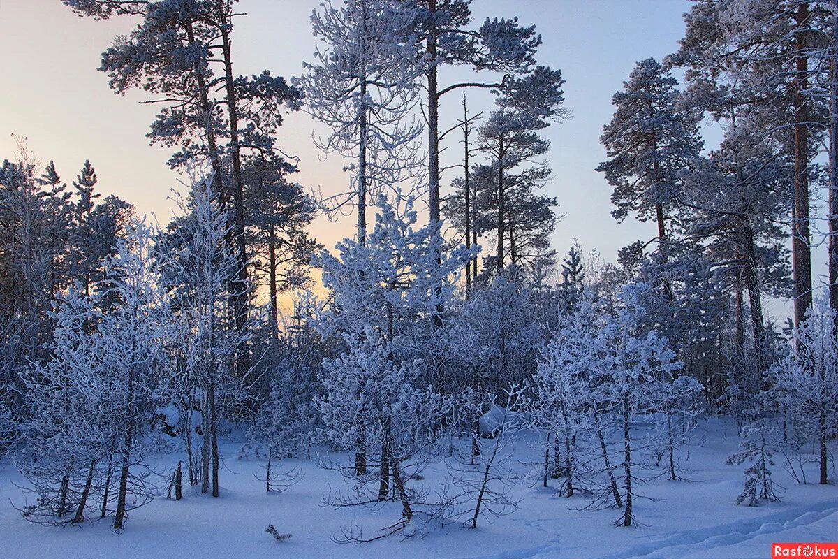 Тест природа сибири. Пейзажи Сибири. Природа Сибири зимой. Зимние пейзажи Сибири. Пейзажи Сибири зимой.