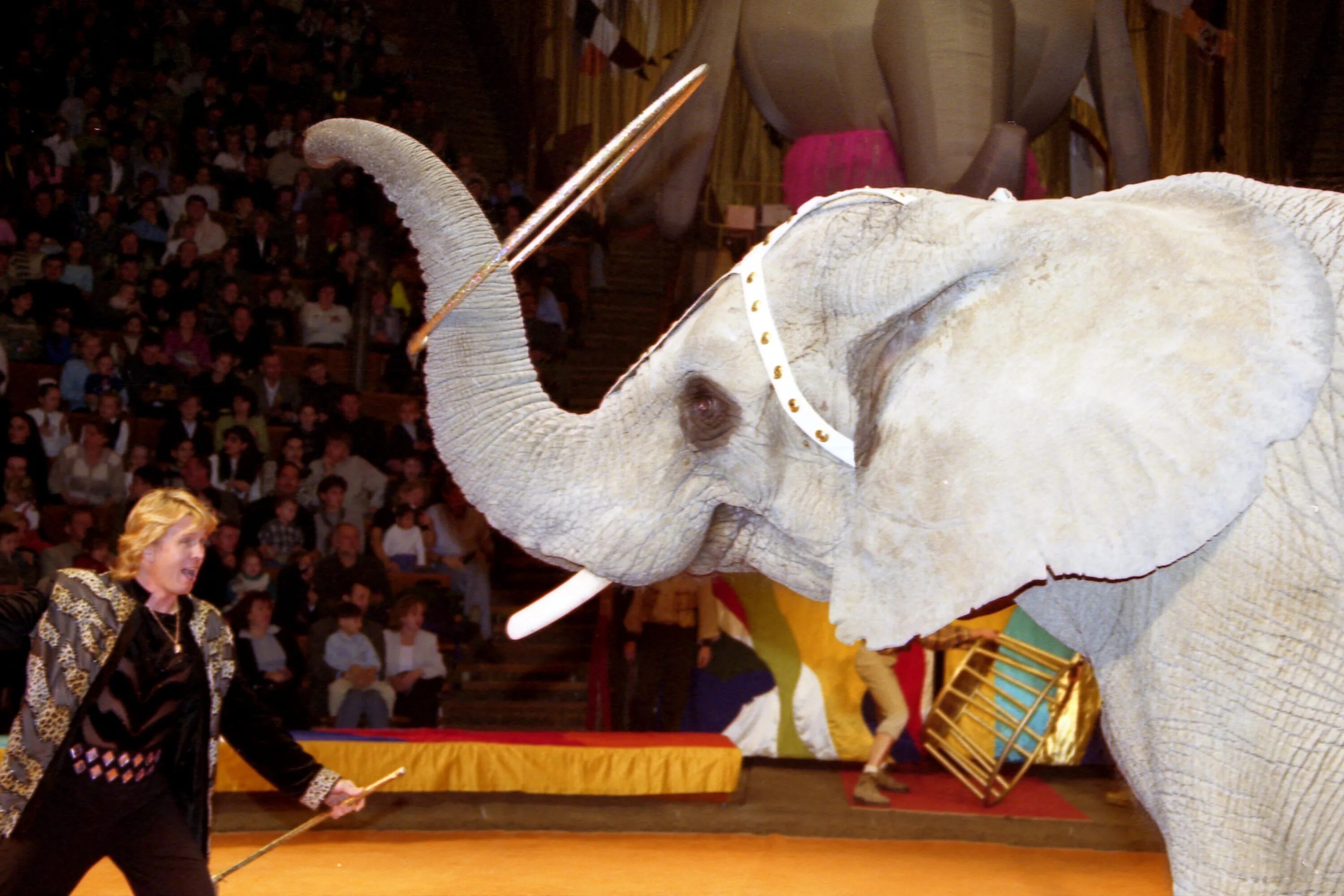 цирк дементьева-корнилова. андрей корнилов дрессировщик. андрей дементьев-корнилов цирк. цирк слонов династии. слоны корниловых.