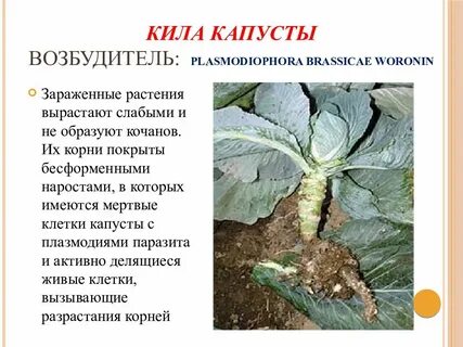 Как спасти капусту от килы