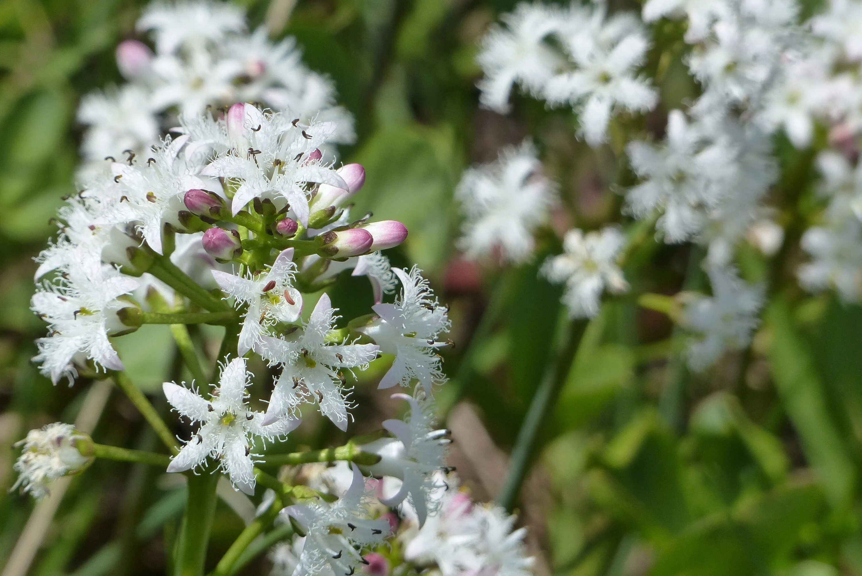 Вахта трёхлистная Menyanthes trifoliata. Вахта Болотная трёхлистная. Вахта трехлистная (трифоль, бобовник). Вахта Болотная трёхлистная трава. Подскажи растение