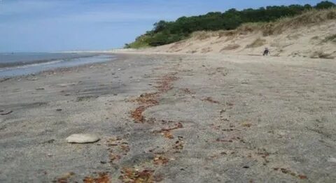 Балтийское море янтарный