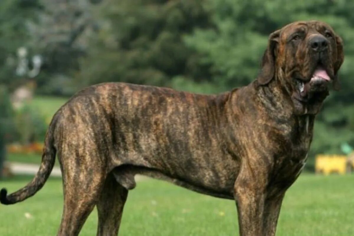 Brazil dog. Бразильский фила (фила бразилейро). Фила бразилейро порода. Хорватско-бразилейро. Собака в бразилии.