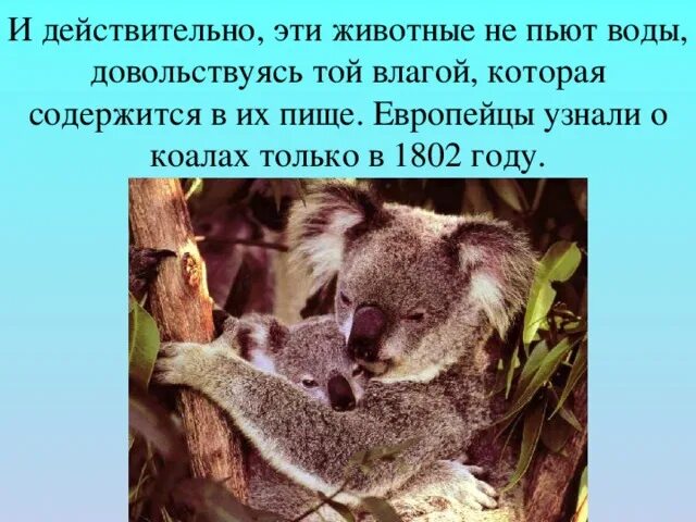 Звери на водопое. Кошке жарко. Кот пьет. Животные пьют воду. Коала интересные факты.